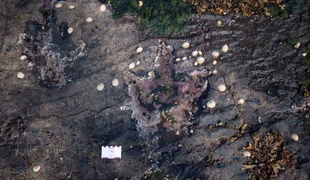 Bonnie Prince Charlie’nin Sığınağında 167 Milyon Yıllık Dinozor Ayak İzleri Keşfedildi